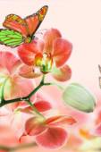 Бабочка на орхидее - Красивые цветы открытки и картинки