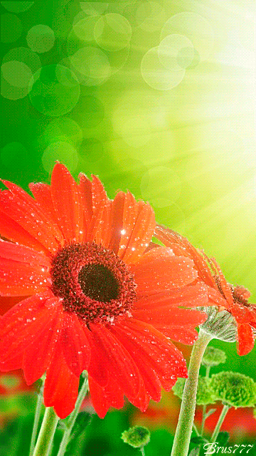 цветок гербера~Анимационные блестящие открытки GIF