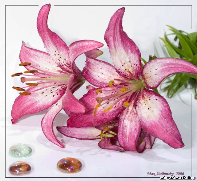 Цветок Лилия~Анимационные блестящие открытки GIF