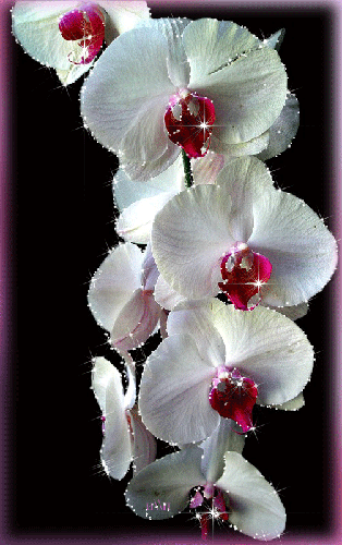 Белая Орхидея~Анимационные блестящие открытки GIF