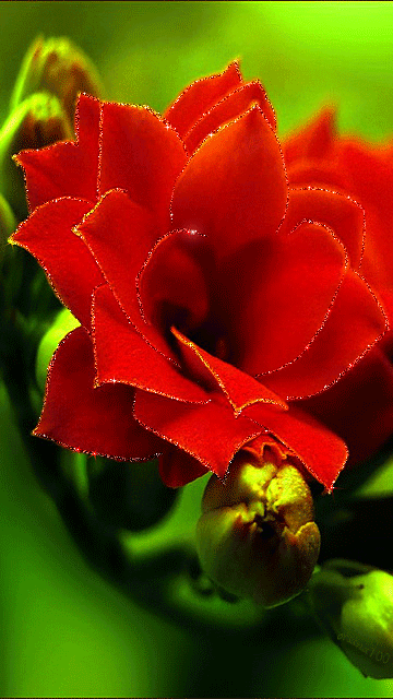 Красный цветок~Анимационные блестящие открытки GIF