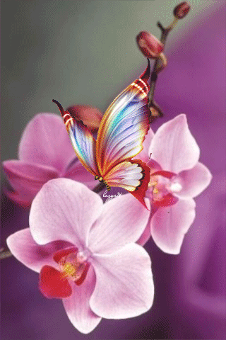 Веточка орхидеи~Анимационные блестящие открытки GIF