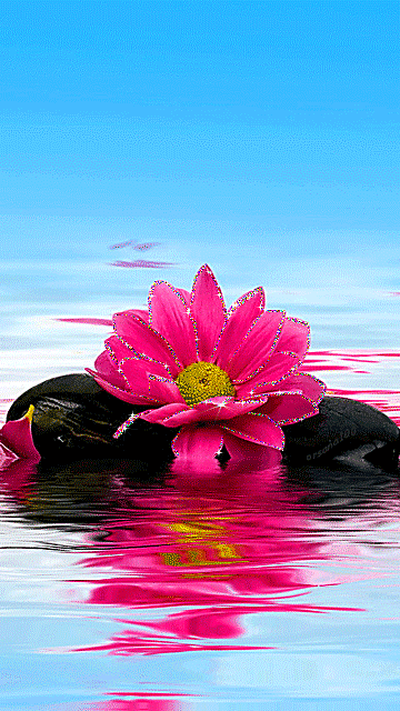 Цветок на воде~Анимационные блестящие открытки GIF