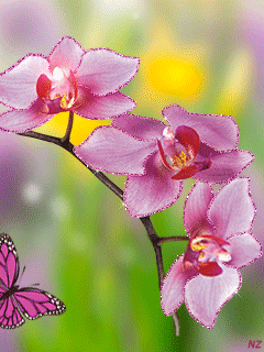 Орхидеи анимированная картинка~Анимационные блестящие открытки GIF
