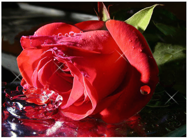 Живая роза~Анимационные блестящие открытки GIF