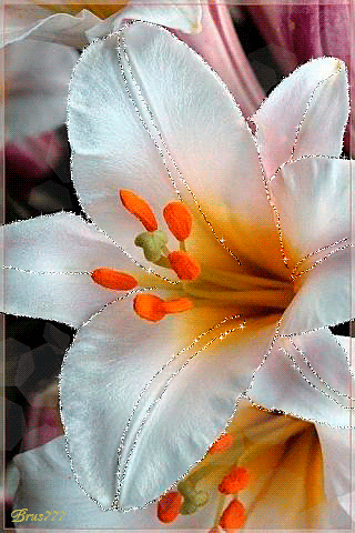Белая лилия~Анимационные блестящие открытки GIF