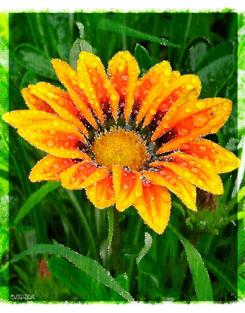 Цветок под дождём~Анимационные блестящие открытки GIF