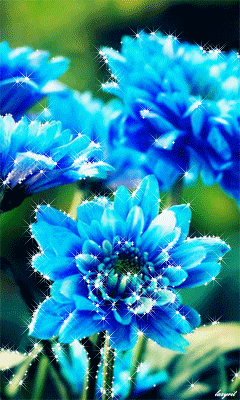 Голубые хризантемы~Анимационные блестящие открытки GIF