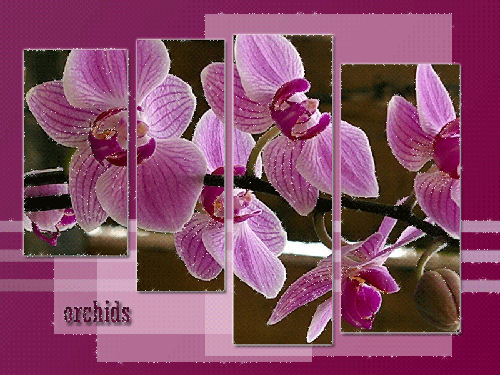 Орхидеи картинки~Анимационные блестящие открытки GIF