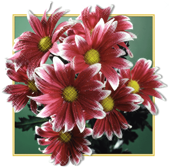 хризантемы~Анимационные блестящие открытки GIF