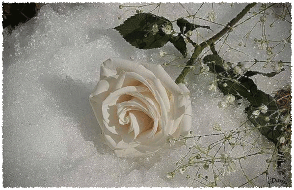 Белая роза на снегу~Анимационные блестящие открытки GIF
