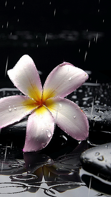 Цветок под дождем~Анимационные блестящие открытки GIF