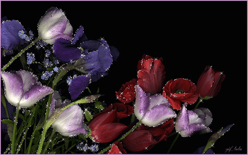 Тюльпаны и ирис~Анимационные блестящие открытки GIF
