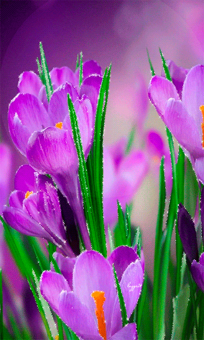 Фиолетовые крокусы~Анимационные блестящие открытки GIF
