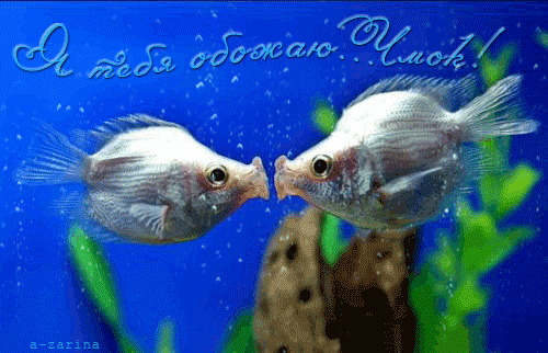 Целующиеся рыбки~Анимационные блестящие открытки GIF