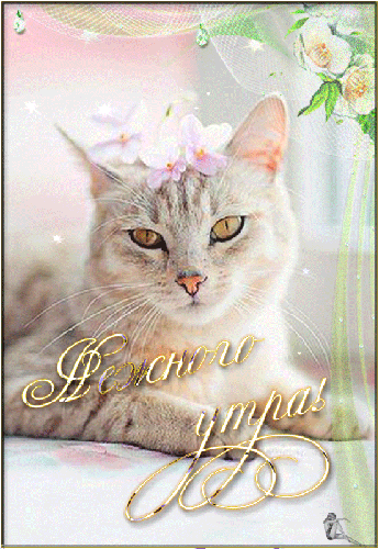 Нежного утра котик~Анимационные блестящие открытки GIF
