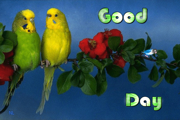 Добрый день от попугаев - Добрый день открытки и картинки