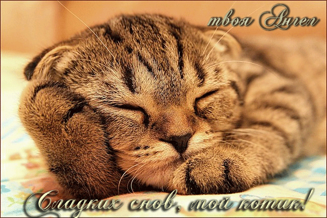 спи,мой котик~Анимационные блестящие открытки GIF