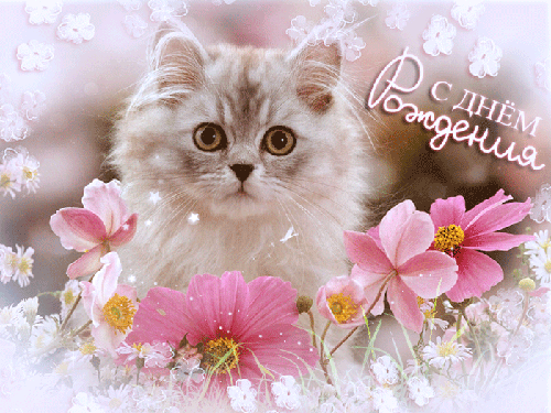 С Днем Рождения, котенок~Анимационные блестящие открытки GIF