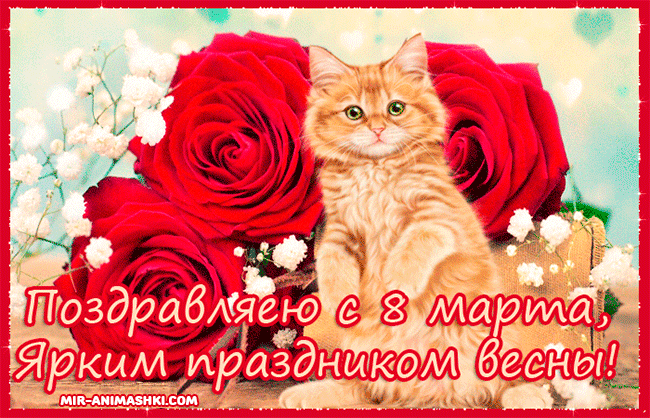 Котики и розы на 8 Марта~Анимационные блестящие открытки GIF