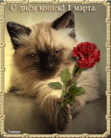 1 марта день кошек~Анимационные блестящие открытки GIF