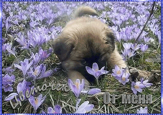 Цветочек от собачки~Анимационные блестящие открытки GIF