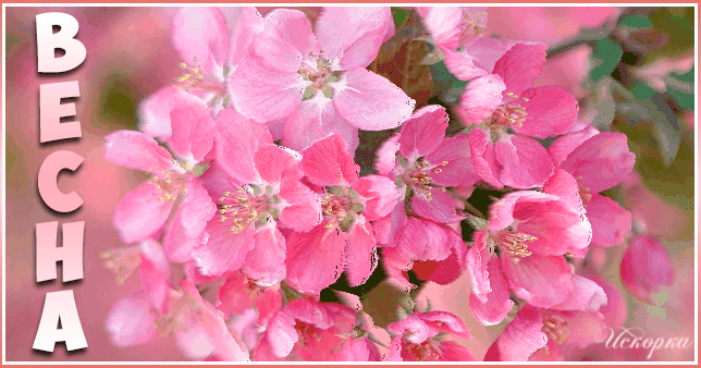 Восхитительные цветущие деревья~Анимационные блестящие открытки GIF