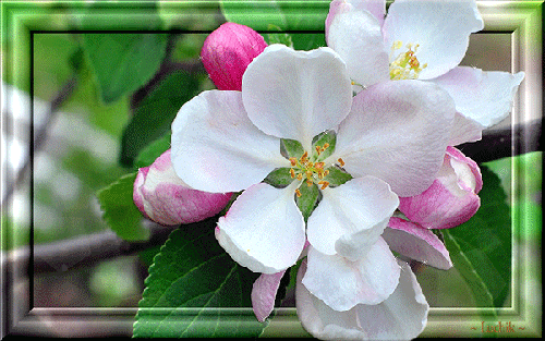 Красивый весенний цветок~Анимационные блестящие открытки GIF