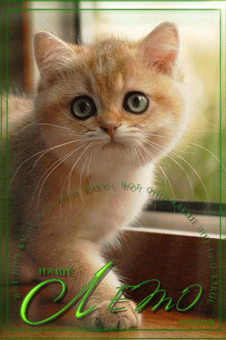 Маленький котенок в летних лучах солнца~Анимационные блестящие открытки GIF