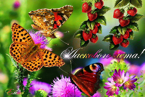 Бабочка-главная примета летнего счастья!~Анимационные блестящие открытки GIF
