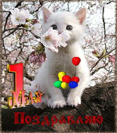 Поздравление от котика~Анимационные блестящие открытки GIF