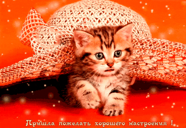 Котики всегда поднимут вам настроение~Анимационные блестящие открытки GIF