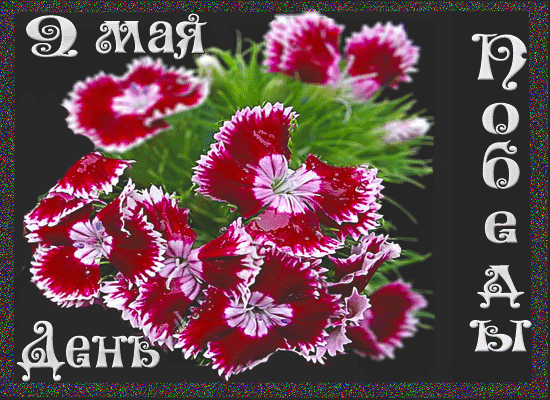 9 мая, открытка, цветы, анимация~Анимационные блестящие открытки GIF