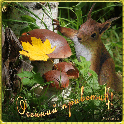 Осенний приветик!~Анимационные блестящие открытки GIF