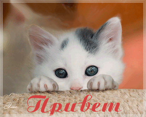 Привет от котёнка~Анимационные блестящие открытки GIF