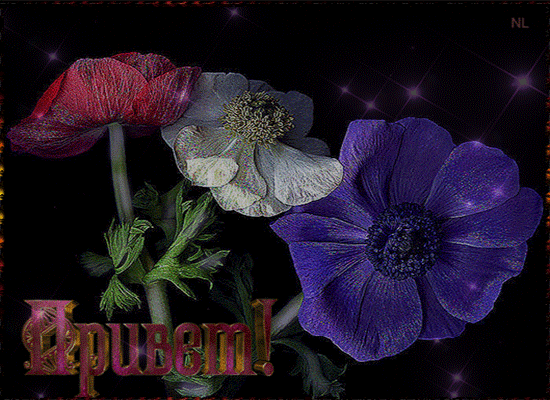Цветочный приветик~Анимационные блестящие открытки GIF