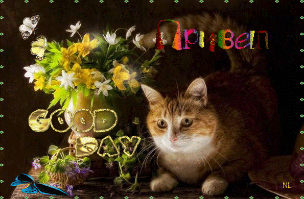 Дневной привет от котика~Анимационные блестящие открытки GIF