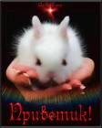 белый кролик - Привет открытки и картинки