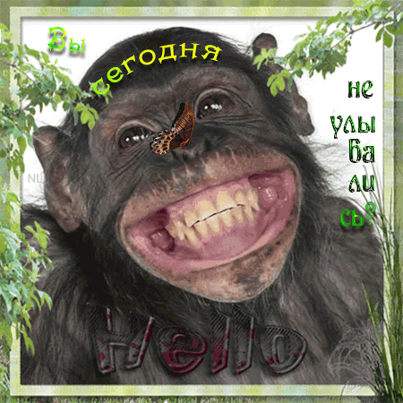 Привет с улыбкой от обезьяны~Анимационные блестящие открытки GIF