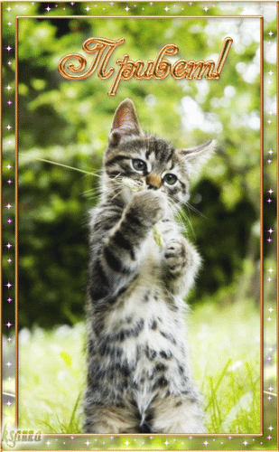 Привет котенок - Привет открытки и картинки