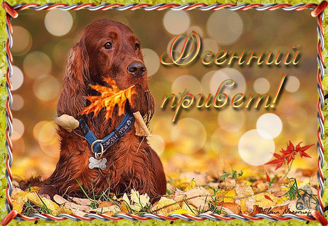 Осенний привет~Анимационные блестящие открытки GIF