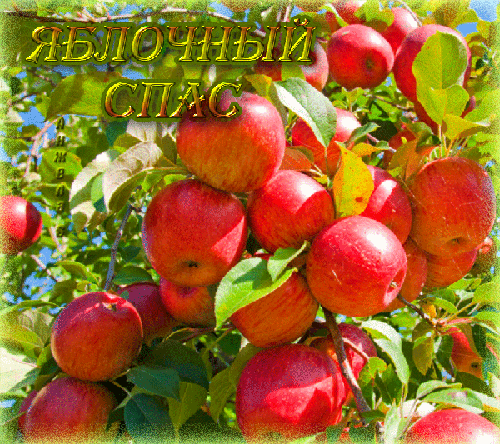 Райские яблочки на Спас~Анимационные блестящие открытки GIF