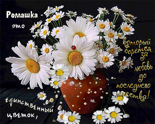 Ромашка - цветок любви - С надписями открытки и картинки