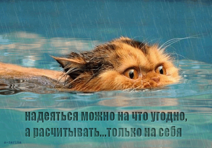 отважный кот~Анимационные блестящие открытки GIF
