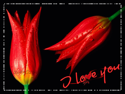 I love you!~Анимационные блестящие открытки GIF