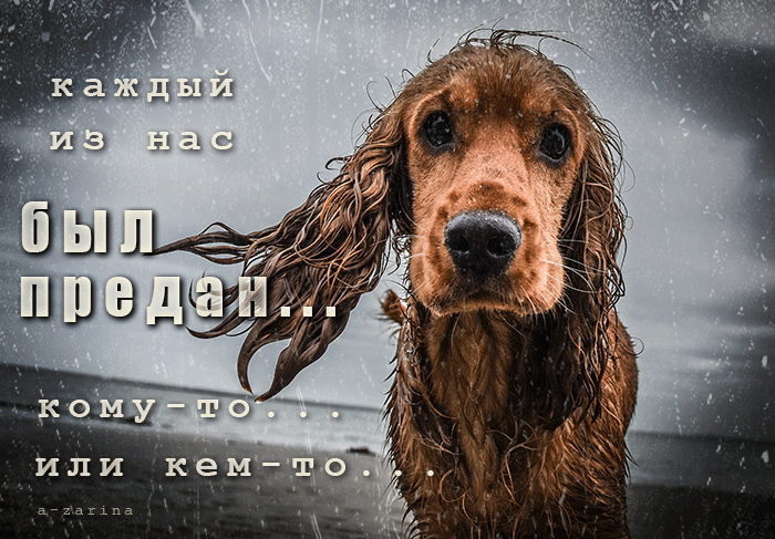 собака под дождём~Анимационные блестящие открытки GIF