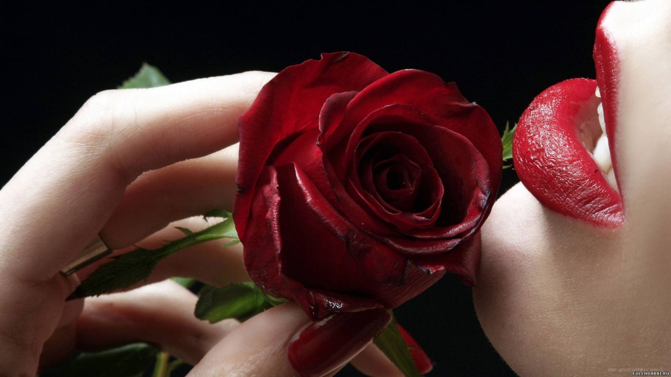 Роза у губ на День Святого Валентина 14 февраля~Анимационные блестящие открытки GIF
