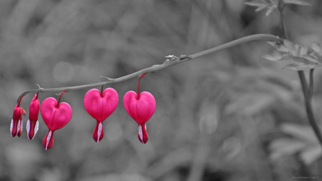 Бутоны на ветке на День Святого Валентина 14 февраля~Анимационные блестящие открытки GIF
