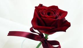 Чудесная роза на День Святого Валентина