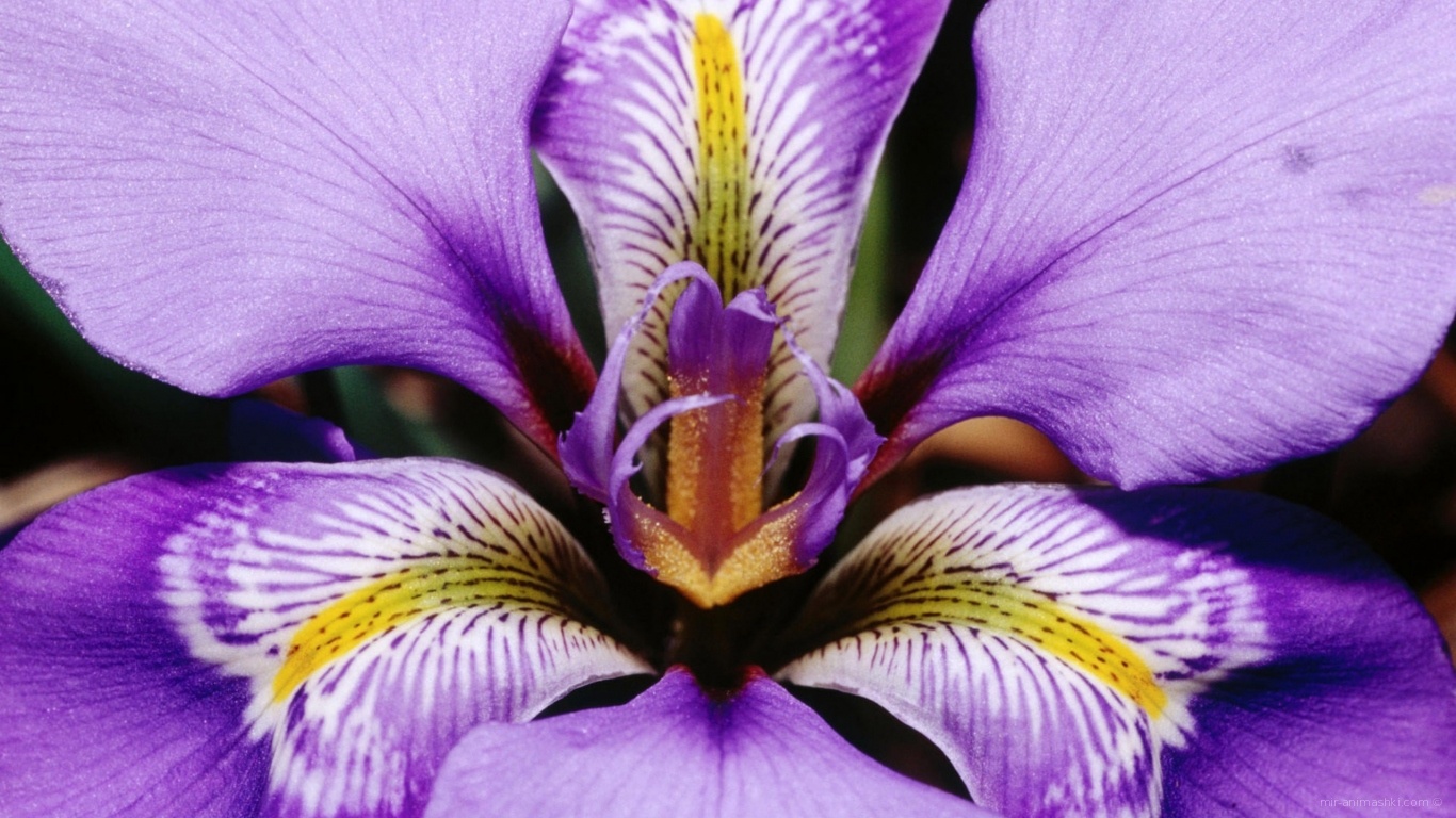 Фиолетовый цветок подарок на 8 марта~Анимационные блестящие открытки GIF